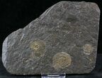 Dactylioceras Ammonite Cluster - Posidonia Shale #23172-1